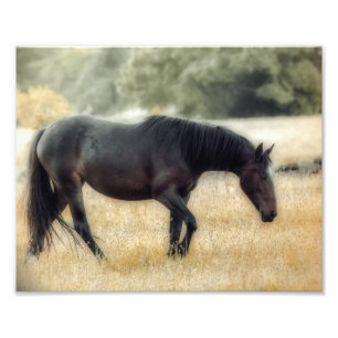 Fotografia de um cavalo com foco macio