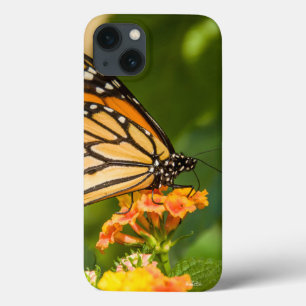 fotografia de uma borboleta sobre uma flor