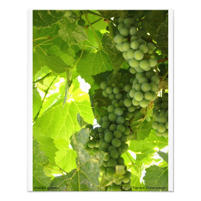 Fotografia de Uvas Sombreadas (Frente)