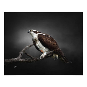 Fotografia de Vida Selvagem de Águia-Pescadora