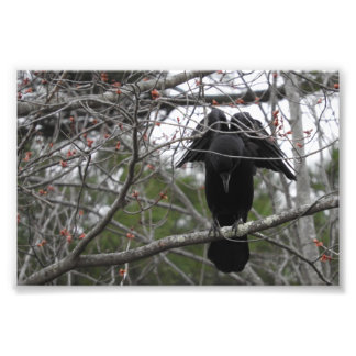 Fotografia do Angel Crow
