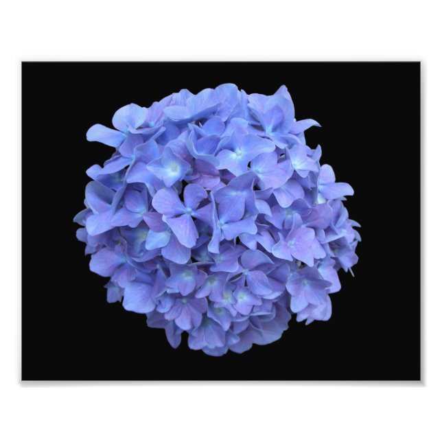 Fotografia do Bloom da Hydrangea Azul (Frente)