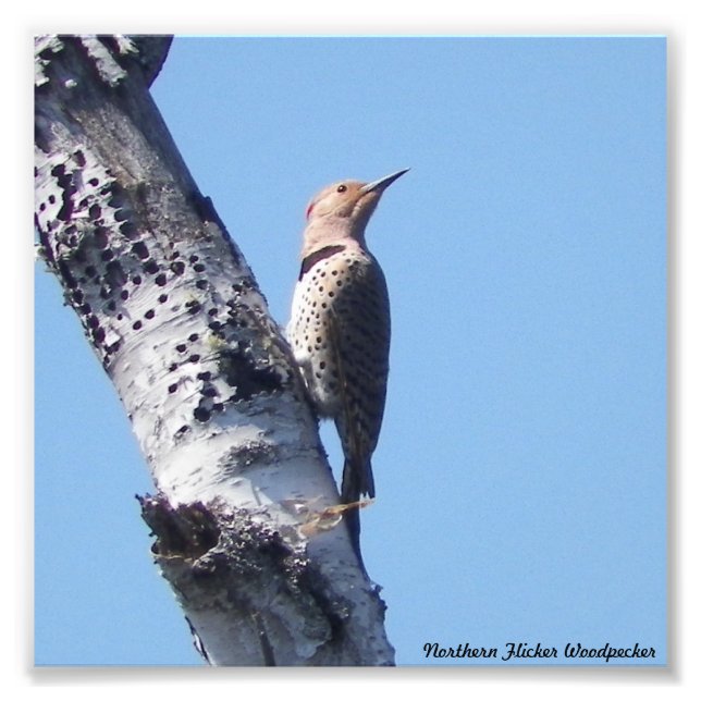 Fotografia do Pica-Pau do norte (Frente)