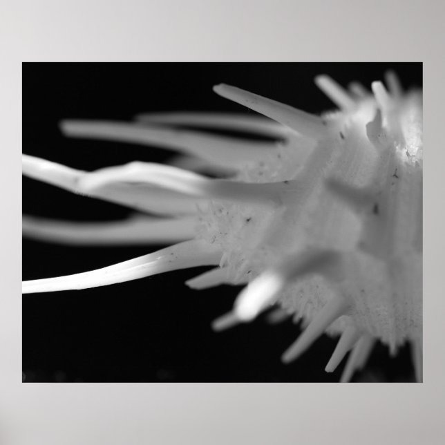 Fotografia do Spiny Seashell BW - Grande Impressão (Frente)