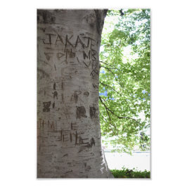 Fotografia do Tree Central Park