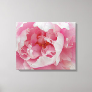 Fotografia Elegante de Pênia Rosa Suave na Canvas