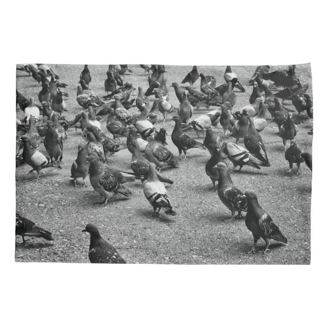 Fotografia em preto e branco de muitos pombos (Verso)