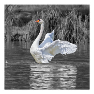 Fotografia em preto-e-branco Swan