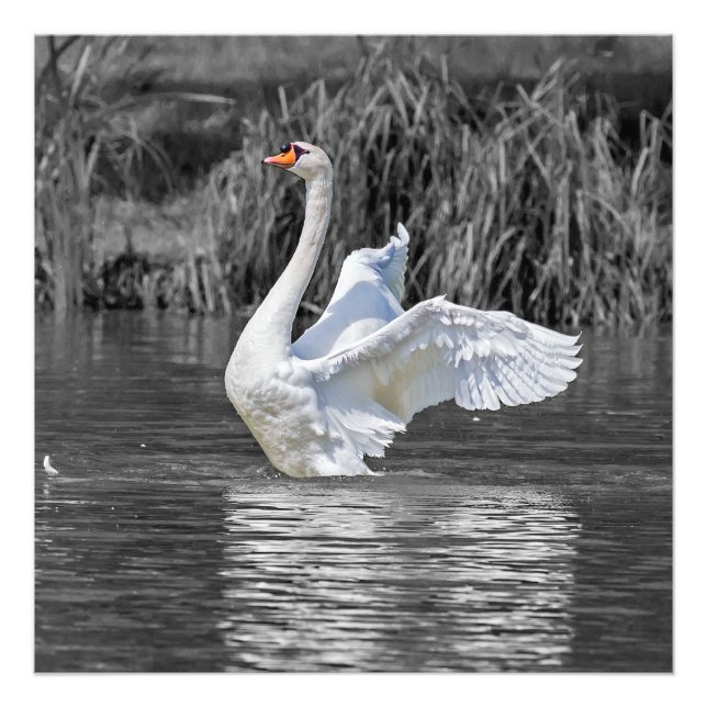 Fotografia em preto-e-branco Swan (Frente)