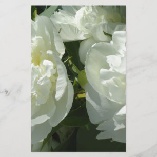 Fotografia floral branca de pénia branca Elegante