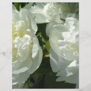 Fotografia floral branca de pénia branca Elegante