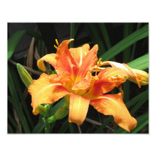 Fotografia floral da flor alaranjada da flor