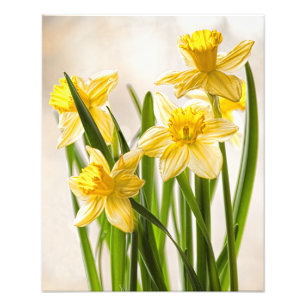 Fotografia floral:  Daffodils amarelos do