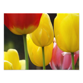 Fotografia Floral impressões Tulipa Flores Naturez