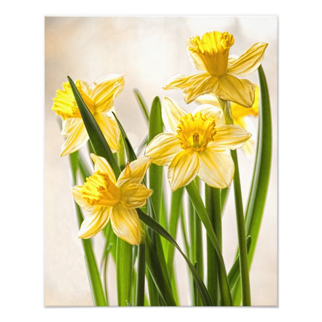 Fotografia Floral: Narcisos Amarelos de Primavera (Frente)