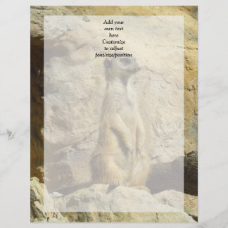 Fotografia fofa do meerkat