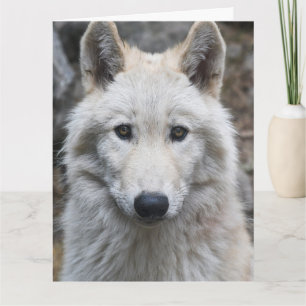 FOTOGRAFIA LOBO BRANCO CARTÃO DE ANIVERSÁRIO