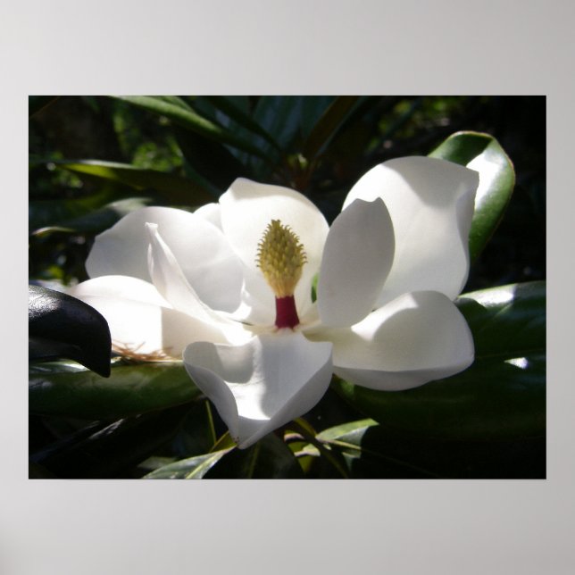 fotografia magnolia impressão poster (Frente)