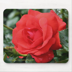 Fotografia Mousepad da flor da rosa vermelha
