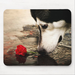 Fotografia Mousepad do rouco e da rosa vermelha