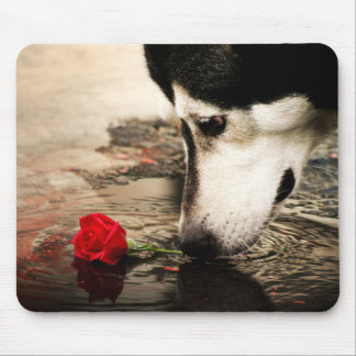 Fotografia Mousepad do rouco e da rosa vermelha