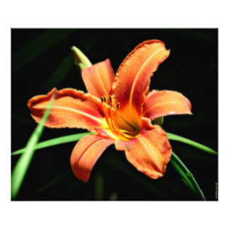 Fotografia personalizada Impressão Orange Lilly