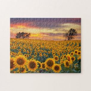 Fotografia Quebra-cabeça do campo Sunflower Field