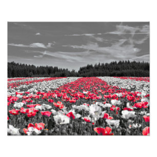 Fotografia Seletiva de Cor Minimalista do Campo Fl