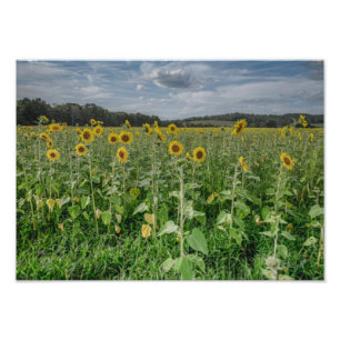 Fotografia "Sunflower Heaven"
