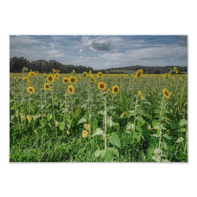 Fotografia "Sunflower Heaven" (Frente)