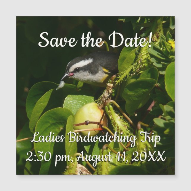 Fotografia tropical de alimentação de aves de Bana (Frente)