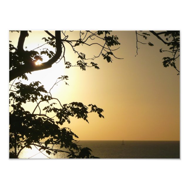 Fotografia Tropical II através do Sol (Frente)