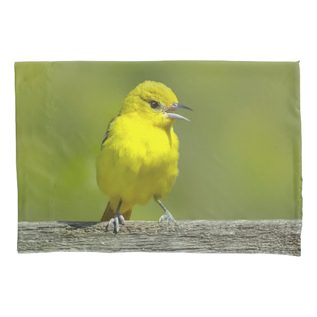 Fotom original do Papa-Figuras - Orchard Oriole (Frente)