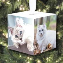 Fotos Simples de Natal Personalizadas do seu Gato 