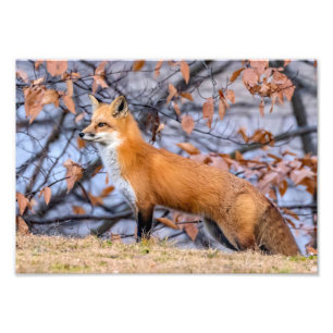 Fox, Folhas E Fotografia De Cachorro