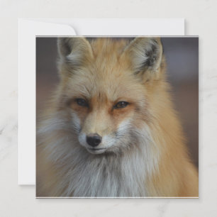 Fox Fox