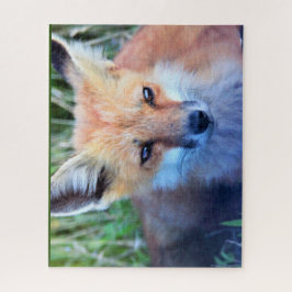 Fox Photo Quebra-cabeça