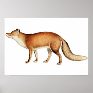 Fox poster