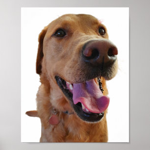 Fox red Labrador poster