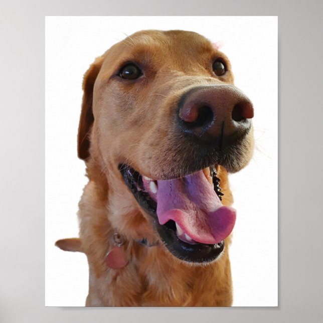 Fox red Labrador poster (Frente)