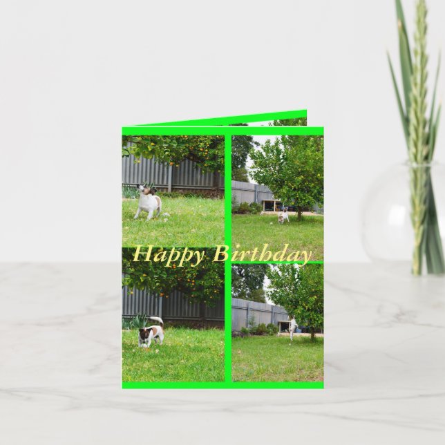 Fox Terrier, Colagem Fotográfica, Cartão de Aniver (Frente)