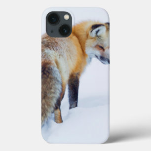 Fox vermelho no inverno