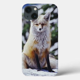 Fox vermelho que senta-se no banco da neve,