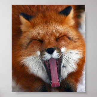 Fox Wall Poster