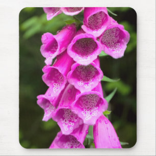 Foxglove cor-de-rosa Mousepad