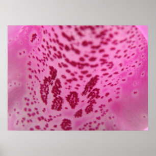 Foxglove Petal Impressão