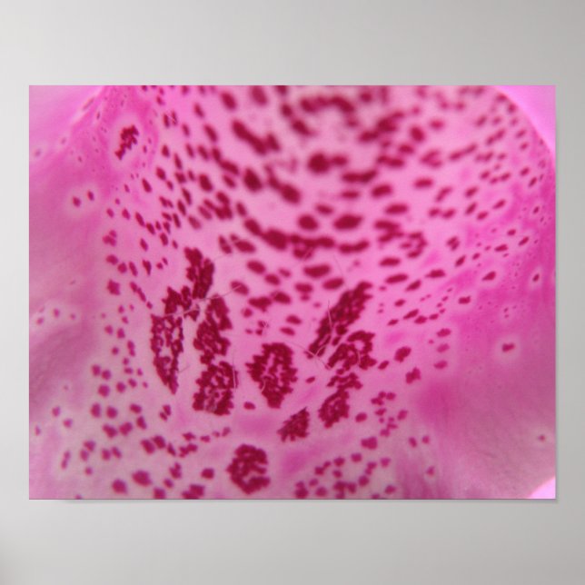 Foxglove Petal Impressão (Frente)