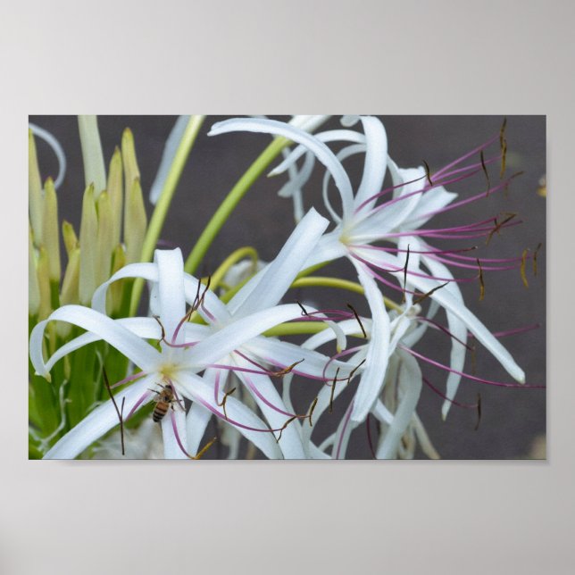 Fragrância Floral poster (Frente)