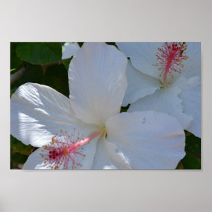 Fragrância Floral poster