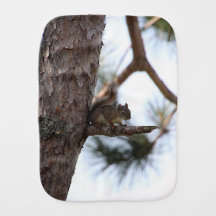 Esquilo em uma árvore de pinheiro